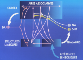 Liens entre neurones dopaminergiques, sérotoninergiques et noradrénergiques