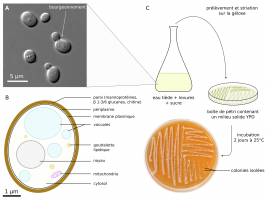 Observation et méthodes de culture de la levure de bière Saccharomyces cerevisiae