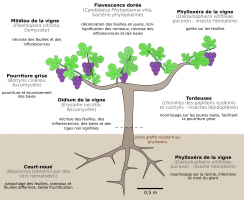 Différentes maladies atteignant la vigne en France