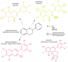 Pigments flavonoïdes responsables de la couleur des vins