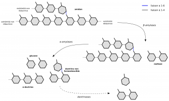Dégradation enzymatique de l'amidon par les amylases du malt durant l’empâtage