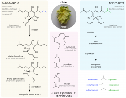 Molécules du houblon ayant un intérêt brassicole