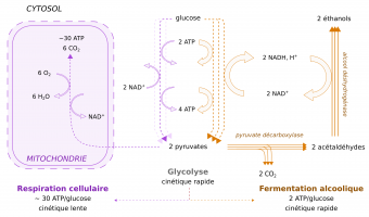 Comparaison entre la respiration cellulaire et la fermentation alcoolique dans une cellule de levure