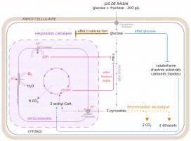 Influence des effets Pasteur, Crabtree et glucose dans une cellule de levure en contexte de vinification