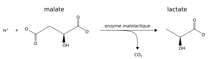 Réaction de fermentation malolactique chez Oenococcus oeni