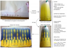 Étude de l'avancée de la fermentation malolactique d'un vin rouge par chromatographie