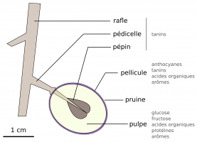 Schéma d'une coupe longitudinale d’un grappe de raisin rouge et localisation des molécules d'intérêts en vinification