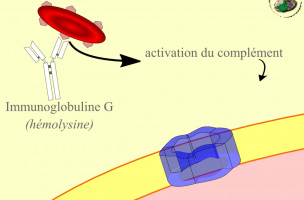 Lyse des hématies