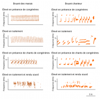 Spectrogrammes de chants produits à l’âge adulte par des bruants des marais ou des bruants chanteurs après développement des oiseaux dans différentes conditions