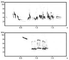 Spectrogrammes de chants de rouge-gorge familier mâle (en haut) et femelle (en bas)