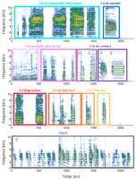 Spectrogrammes de différents types de vocalisations produites par les diamants mandarins domestiques