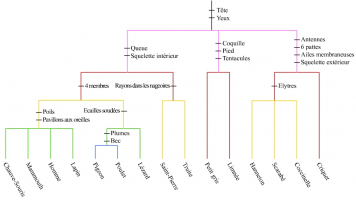 Arbre phylogénétique des 15 animaux étudiés