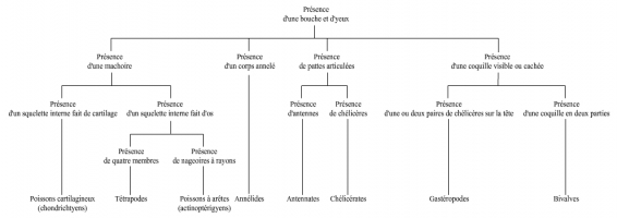 Clé de détermination simplifiée