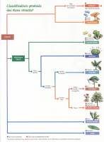 Classification des êtres vivants d'un livre de 6ème Clé de détermination d'un livre de 6ème