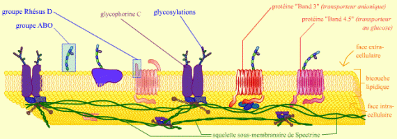 Représentation schématique de la membrane d’une hématie