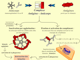 Agglutination et activation du complément