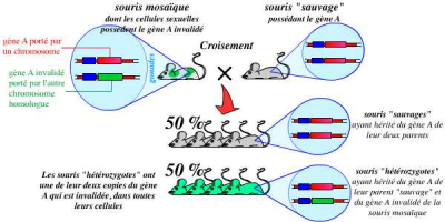 Obtention de souris hétérozygotes