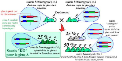 Obtention de souris KO pour un gène