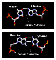 Les bases azotées peuvent s’associer deux à deux par des liaisons hydrogènes.