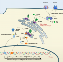 La voie de signalisation cGAS-STING