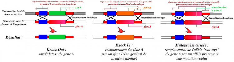 Différentes méthodes d'invalidation de gènes