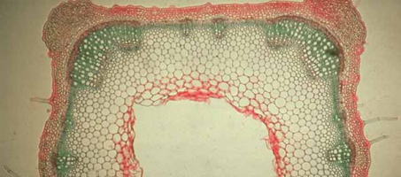 Coloration simultanée de la cellulose et de la lignine