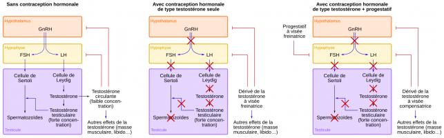 Rôle de l’axe hypothalamo-hypophyso-testiculaire dans la spermatogenèse et principe de la contraception hormonale