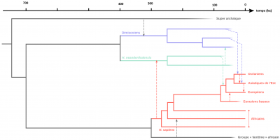 Relations phylogénétiques entre Néandertaliens, Dénisoviens et Homo sapiens