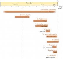 Périodes d’existence des différentes espèces du genre Homo depuis le Pléistocène inférieur