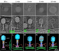 Différentes conformations des virions durant l’initiation de l’infection