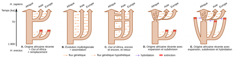 Modèles d’évolution humaine « Out-of-Africa » (remplacement) et « multirégional » (assimilation) et leurs variantes