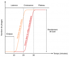 Évolution du nombre de bactériophages au cours du temps dans l’expérience du cycle unique