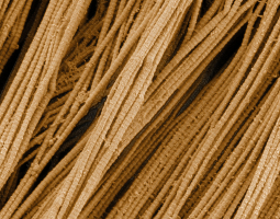 Fibres de collagène observées au microscope électronique à balayage