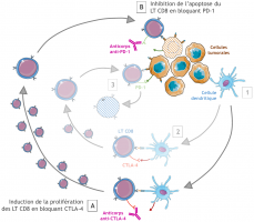 Action des anticorps monoclonaux immunomodulateurs