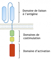 Structure générale des récepteurs antigéniques chimériques (CAR)