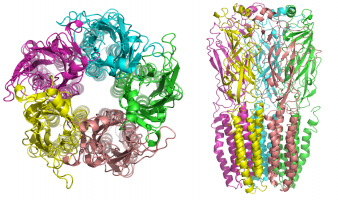 Récepteur nicotinique à l'acétylcholine