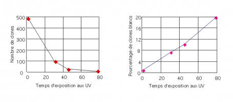 Représentation graphique des résultats d'exposition de levures ade aux UV