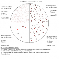 Résultats d'une culture de levure ade selon la durée d'exposition aux UV