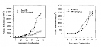 Effet du THC sur la tumorigénicité chez des souris immunocompétentes ou immunodéficientes