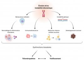 L’instabilité des télomères perturbe l’homéostasie de l’organisme