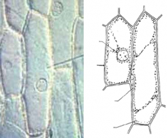 Photographie et schéma de cellules d'épiderme d'oignon