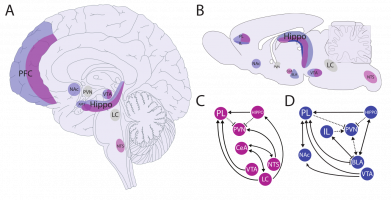 Principales structures responsables du traitement des agents stresseurs physiques (violet) et psychologiques (bleu)