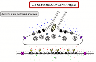 La transmission synaptique - Exemple de la jonction neuromusculaire