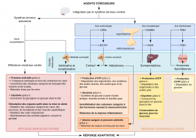 Les réponses hormonales et nerveuses aux agents stresseurs permettent une adaptabilité de l’organisme