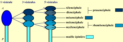 Représentation schématique de l’évolution des vésicules céphaliques au cours de l’embryogenèse