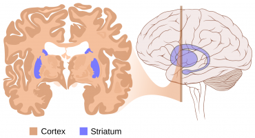 Localisation du cortex et du striatum, les deux régions cérébrales touchées dans la maladie de Huntington