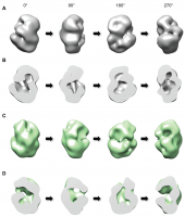 Reconstructions tridimensionnelles des huntingtines Q23 et Q78