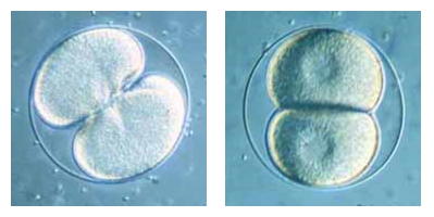 Première division du zygote