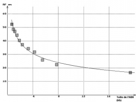 Distance de migration en fonction de la taille des fragments d'ADN