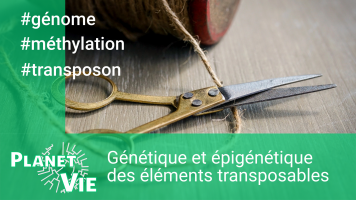 Miniature - Génétique et épigénétique : quand l’ADN s’emmêle…